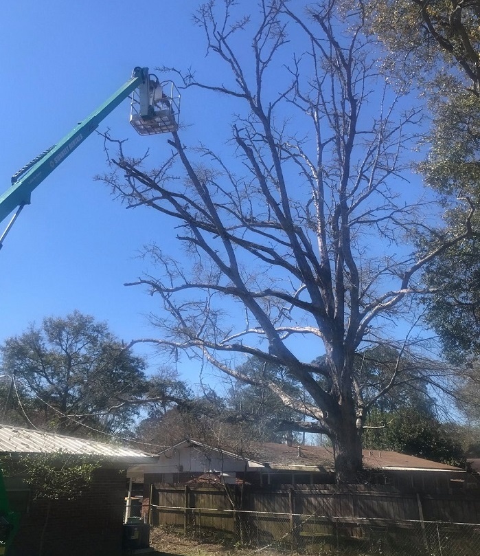 Tree Trimming Services Crestview