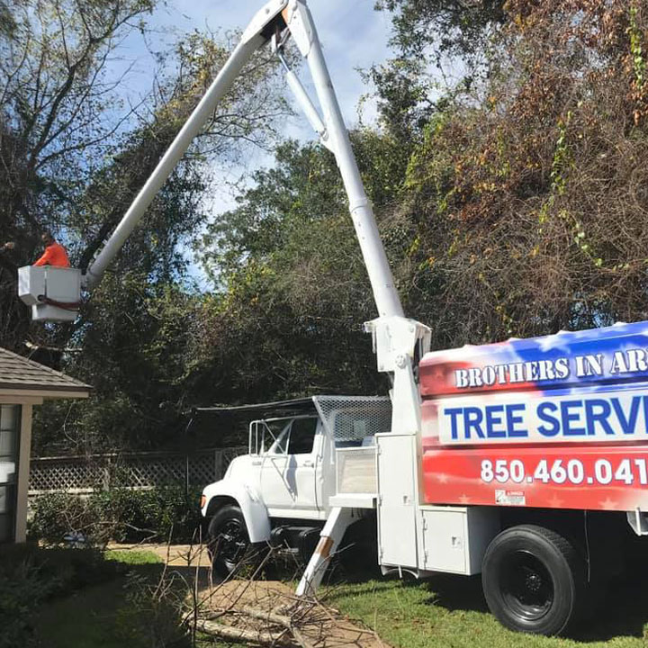 Tree trimming service destin