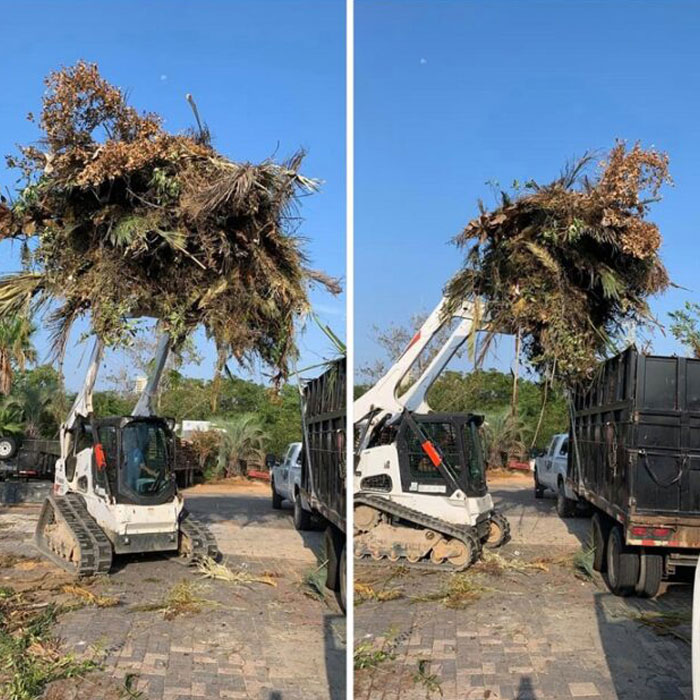 tree removal & tree trimming