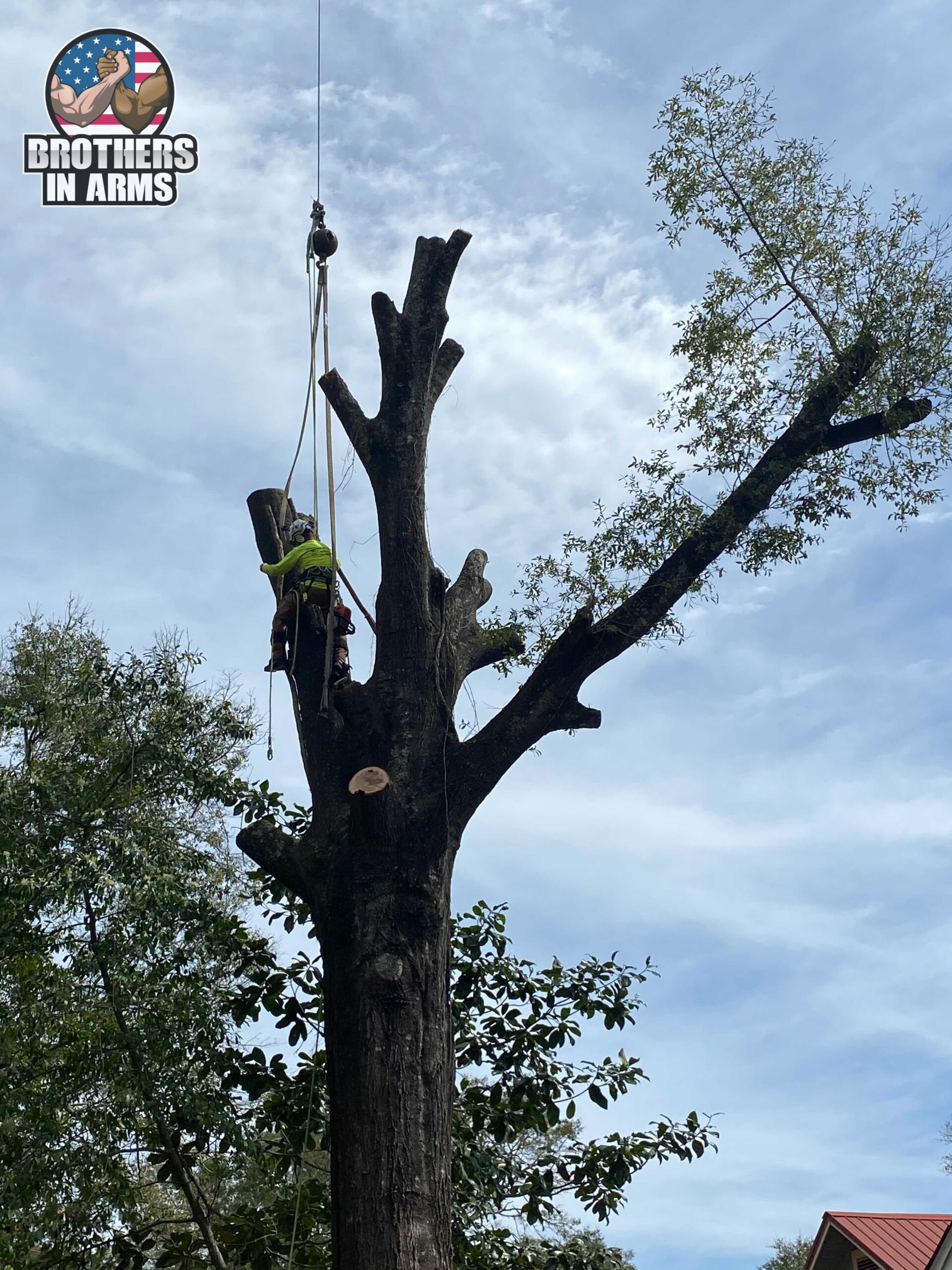 Tree Removal Service Crestview
