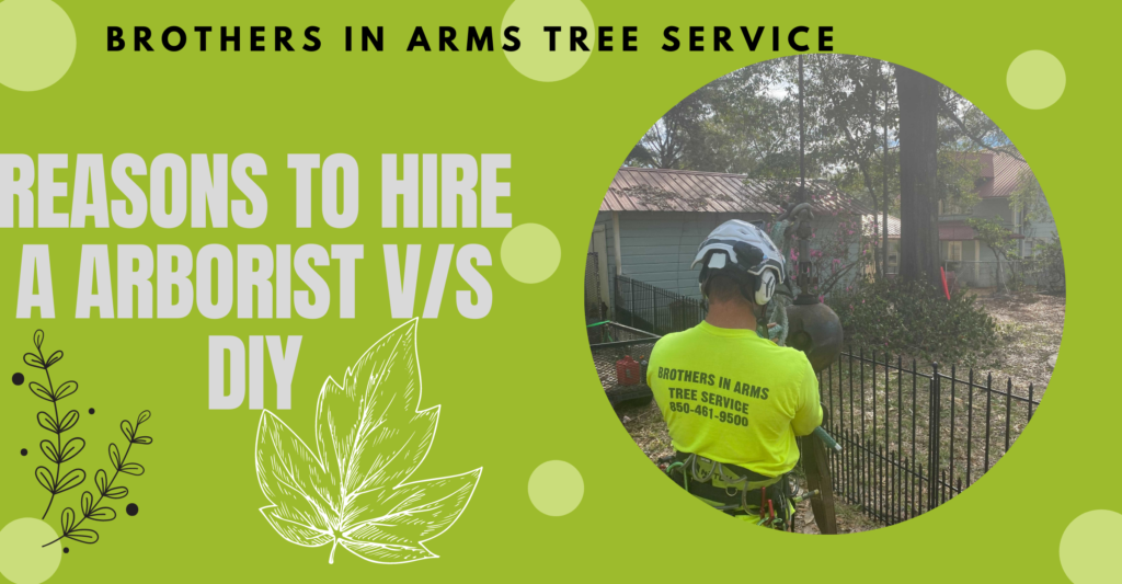 tree care professional